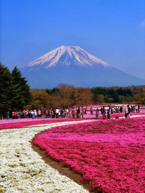 Shibazakura-Flowers-Takinoue-Park-Japan-1.jpg