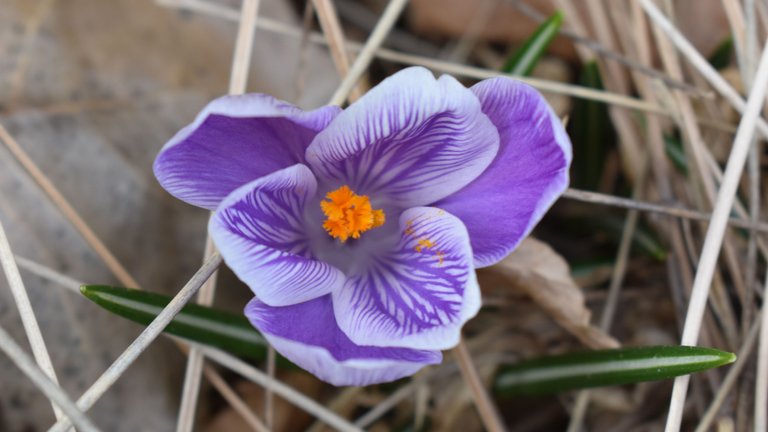 crocus2.jpg