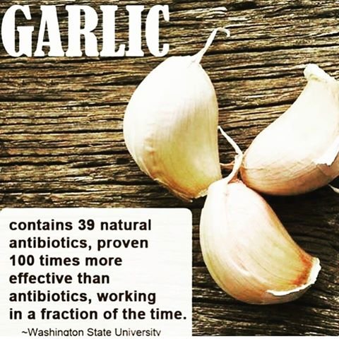 garlic.jpg