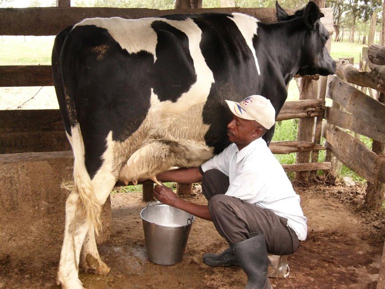 Milking dairy cow.JPG