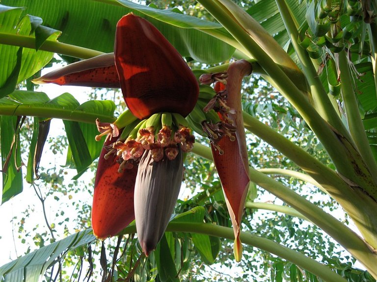 PISANG BUNGA.jpg