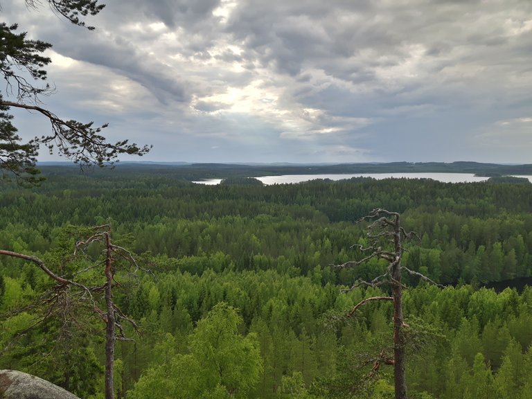 metsä1.jpg