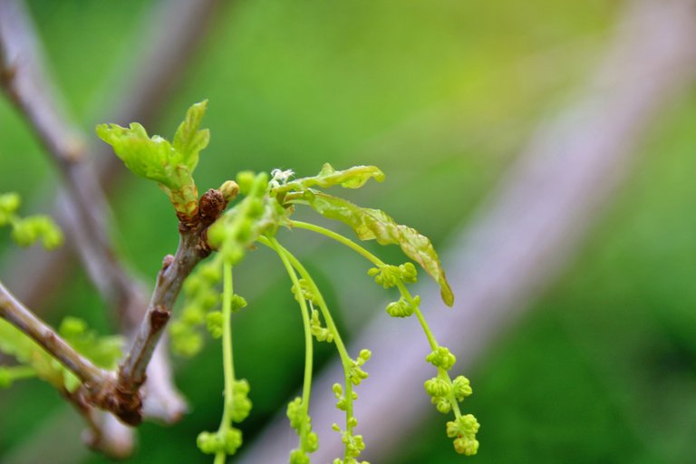 The young stems of oak branches in spring