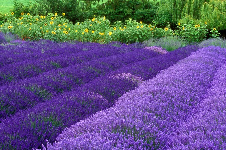 purple-flowers.jpg