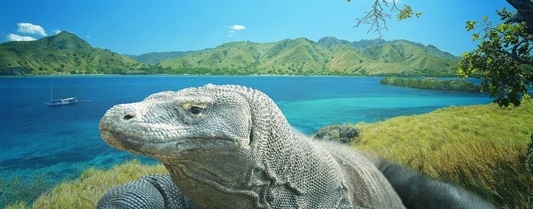 komodo-tour-tittle.jpg