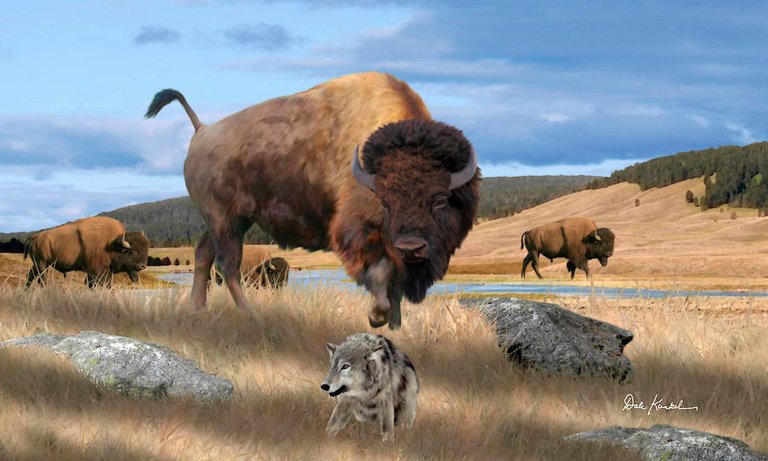 wildlife-art-bison-buffalo-wildlife-artist-dale-kunkel.jpg