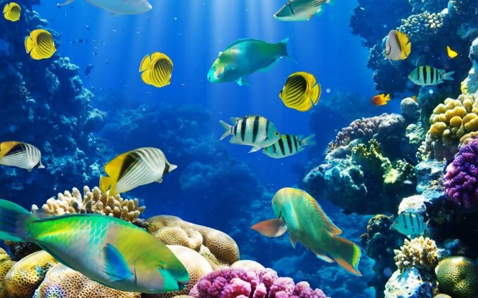 fish-wallpaper-live-680x425.jpg