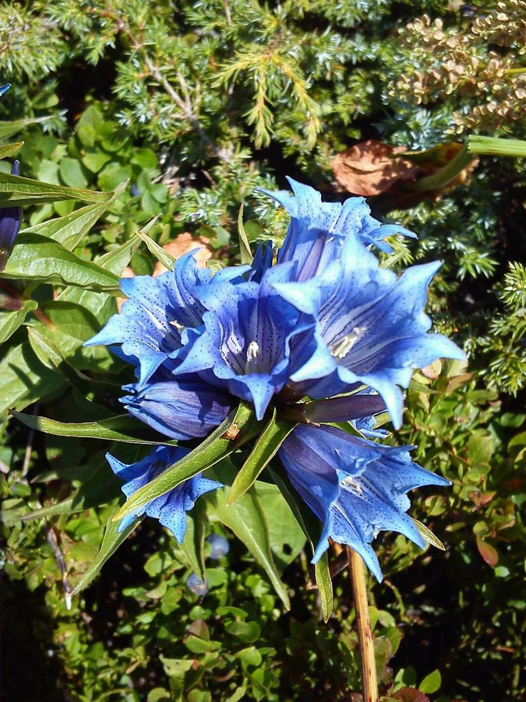 blue flower.jpg