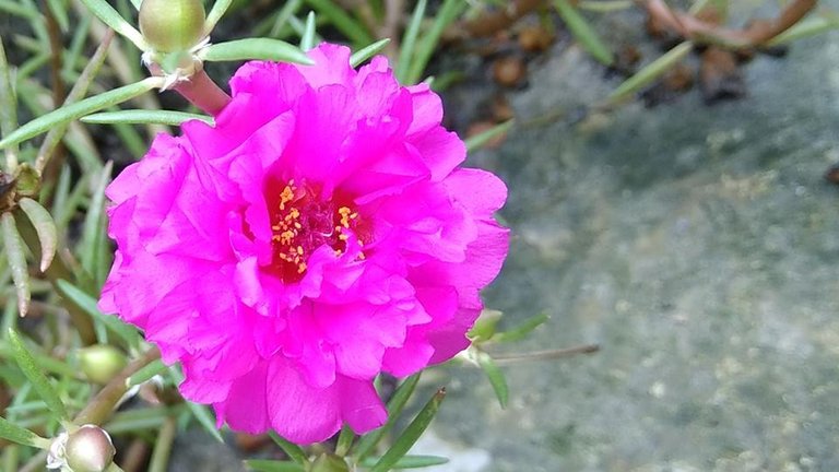 Pink flower.jpg