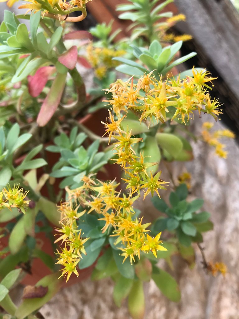 Yellow flowers in Croatia