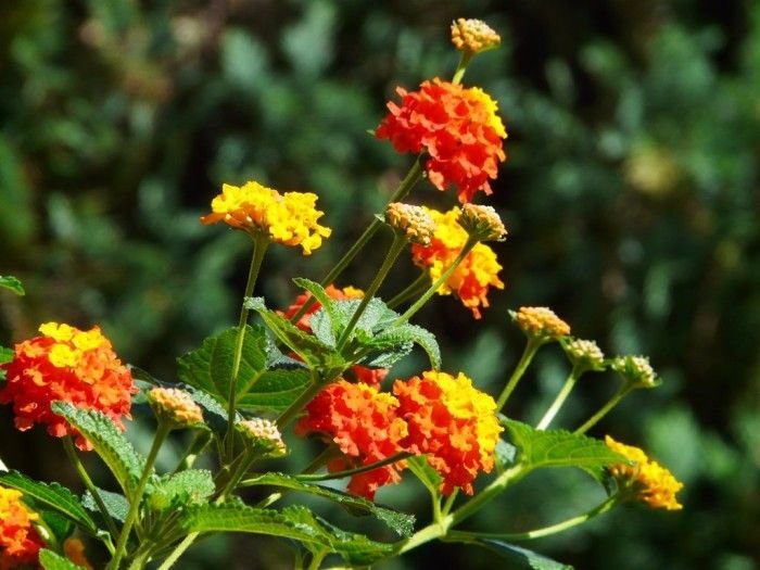 consigli_piante_LANTANA_CAMARA-e1499264037582.jpg