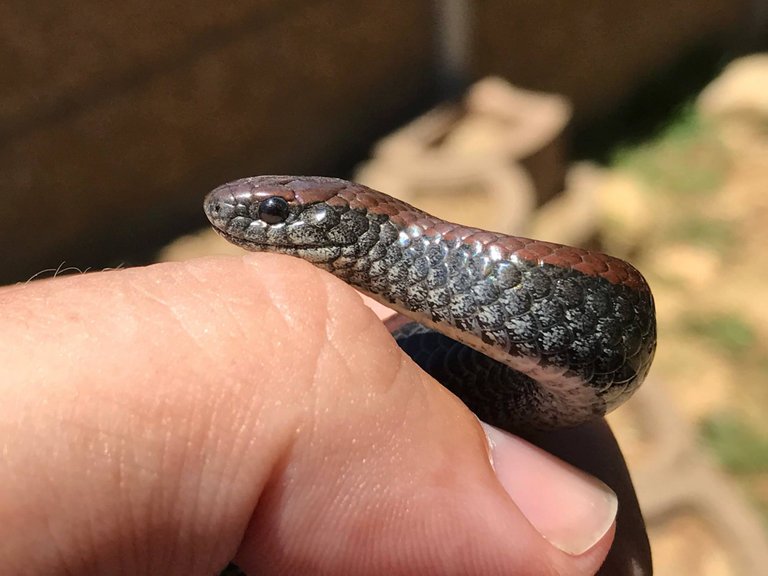 20170114-common-slug-eater-rescued-near-plattekloof-cape-town-western-cape-01.jpg