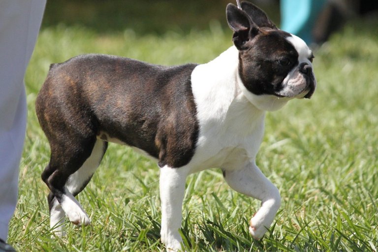 BostonTerrierKopegi.jpg