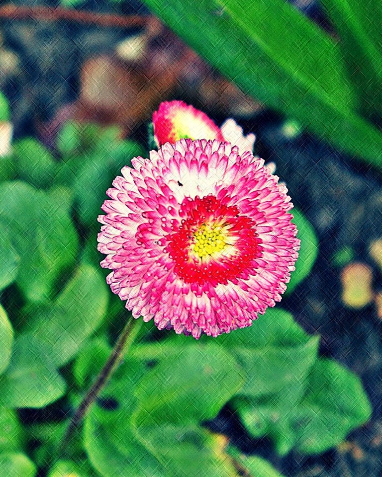 bellis_daisy_step_04_texture_diagonal_2x.JPG