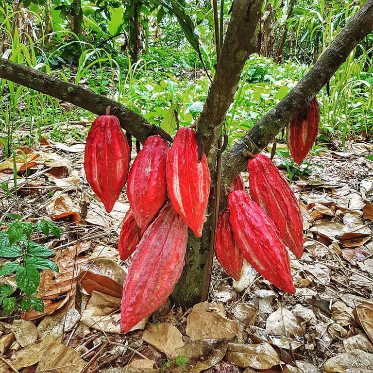 cacao en.jpg