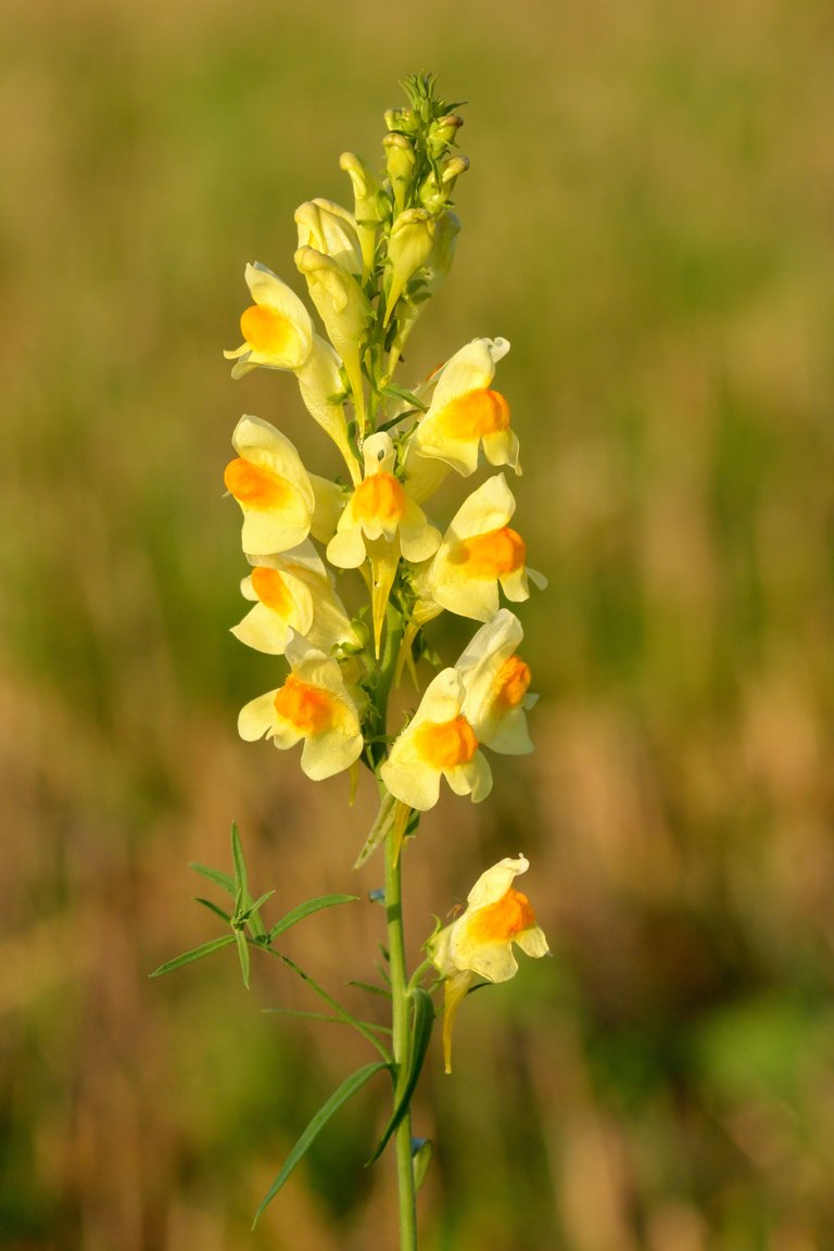 Linaria_vulgaris_-_harilik_käokannus_Valingu.jpg