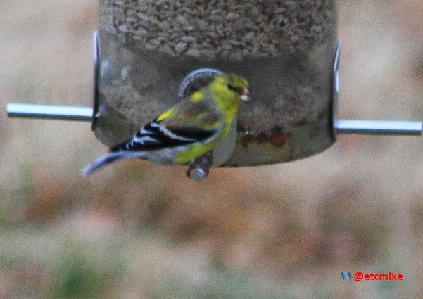 American Goldfinch PFW20-25-0071.JPG