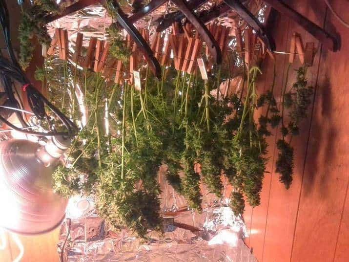 drying-bud.jpg