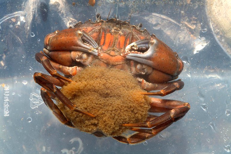 common-shore-crab-carrying-eggs-dr-keith-wheeler.jpg