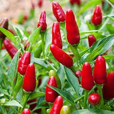 Hot peppers.jpg