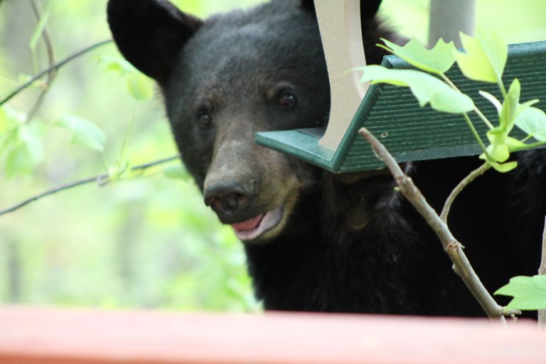 Bear Eyeballin Me On Porch.JPG