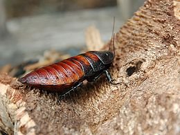 260px-Female_Madagascar_hissing_cockroach.JPG