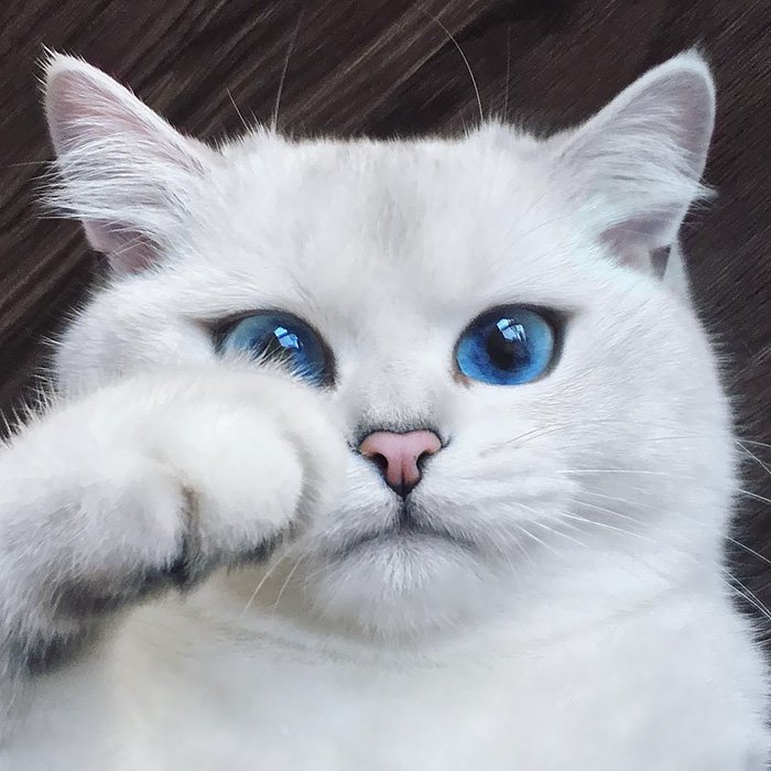 the-most-beautiful-cats-in-the-whole-world-3.jpg