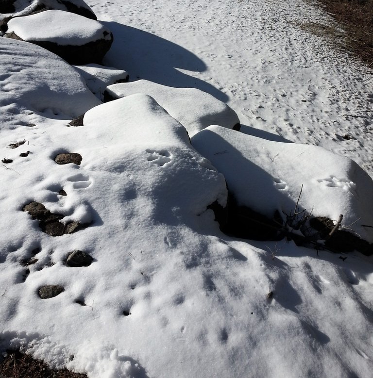snow on rocks with paw prints.jpg