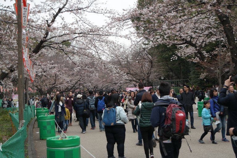 Photo Mar 30, Ueno Blossoms.jpg