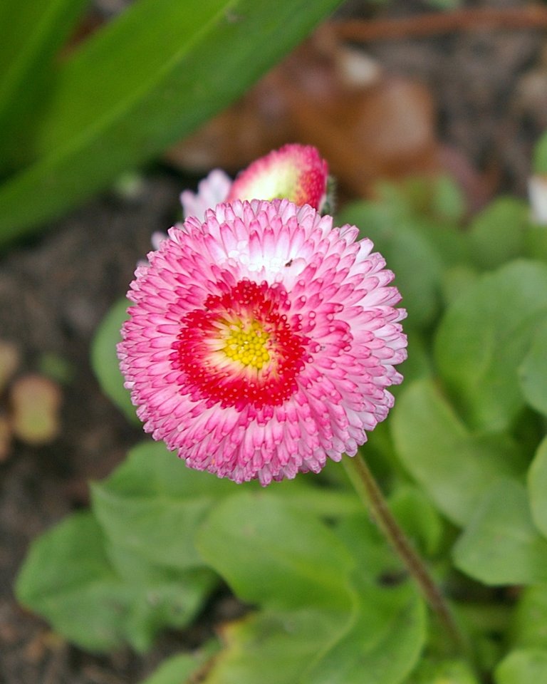 bellis_daisy_step_00.JPG