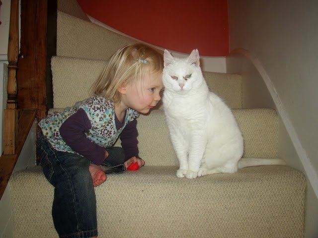 Minnie & Ziggy meeting on the stairs.JPG