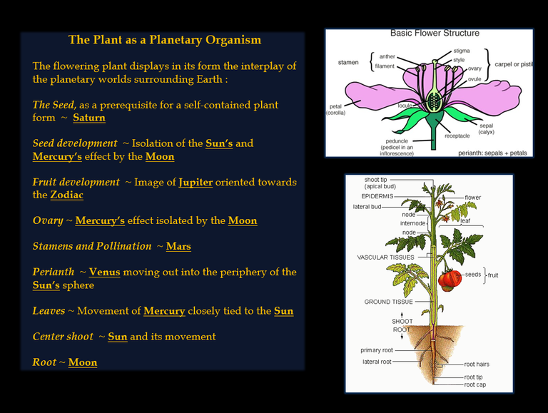plant as planetary organism.PNG