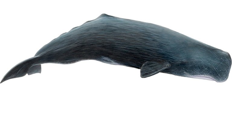 sperm-whale-physeter-macrocephalus.jpg