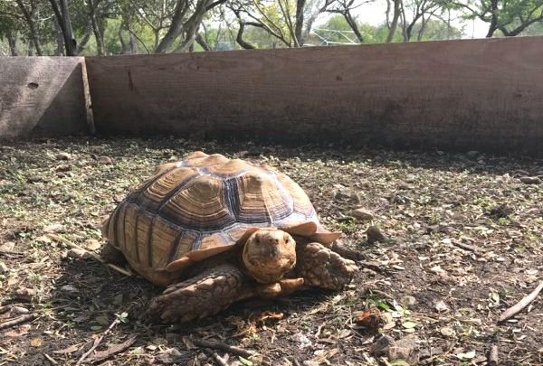 African Spur Thighed, Sulcata Tortoise on Daddykirbs Farm 