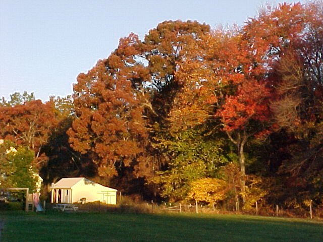 Dawn.color.giant.oak.Oct.01.jpg