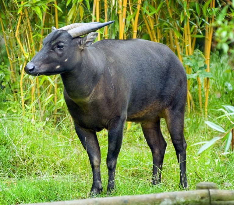 Anoa-900x789.jpg