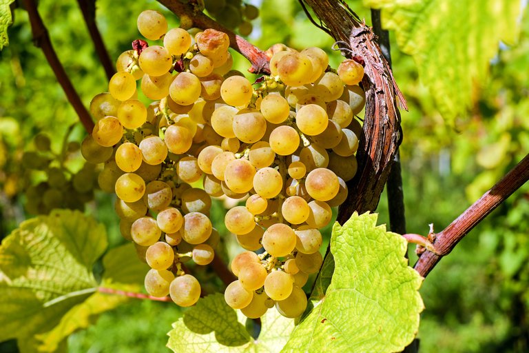 grapes-2715711_1920.jpg