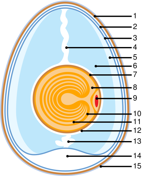 483px-Anatomy_of_an_egg.svg.png