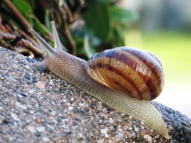 Snail2.jpg