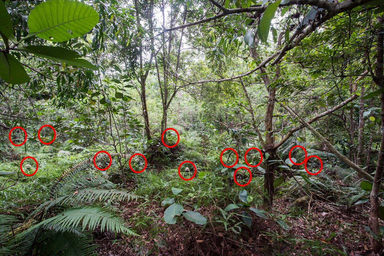 http://uk.businessinsider.com/12-british-army-soldiers-are-hidden-in-this-jungle-picture-2017-2