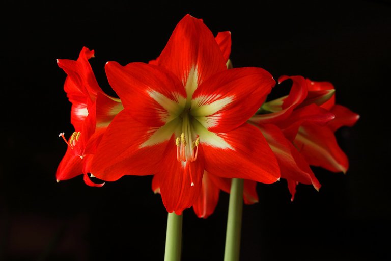 amaryllis-1860712_1920.jpg