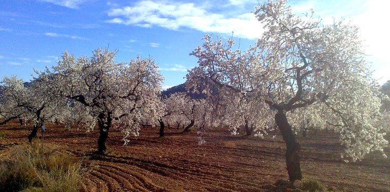 almendros enero 13-5.jpg