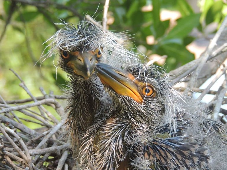 Yellow Crown in Nest.jpg