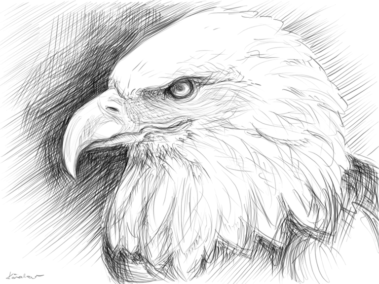 eagle_sketch_by_circle00-d5uoxn4.png