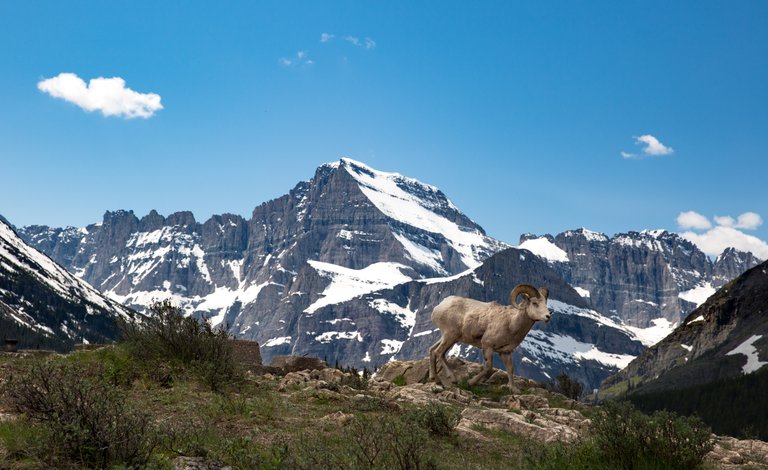 ManyGlacierBighorn_05302017.jpg