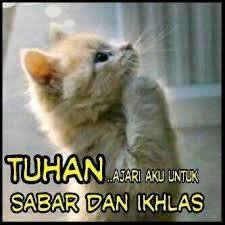 kucing.jpg