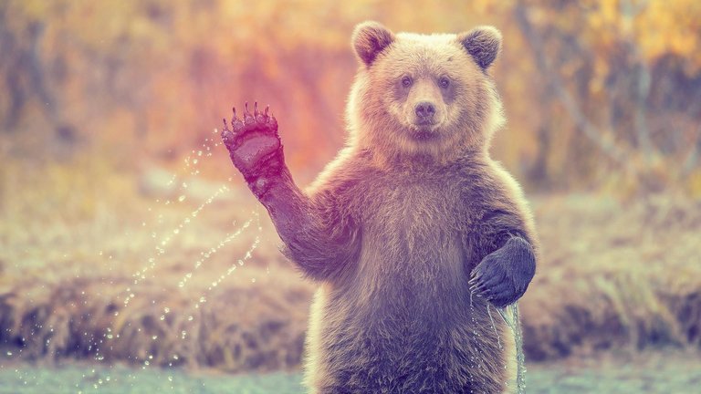 a_waving_bear.jpg