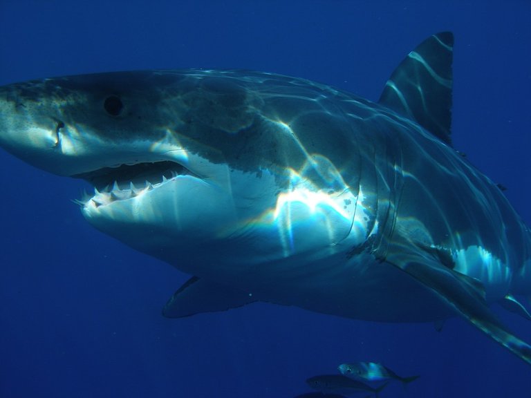 great-white-shark-398276_960_720.jpg