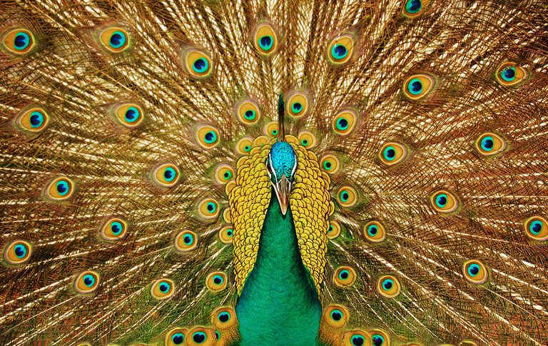 peacock-3098451.jpg