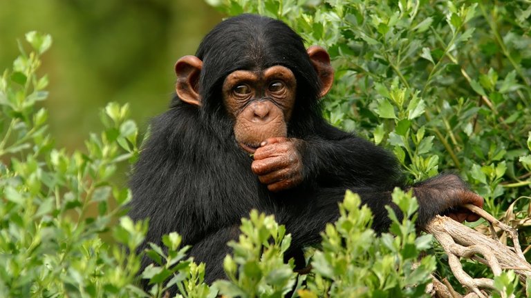 3-Days-Ngamba-Island-Chimpanzee-Excursion.jpg
